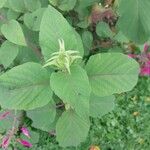 Salvia involucrata Leaf