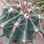 Ferocactus latispinus Лист