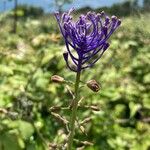 Muscari comosum Flower