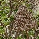 Aeonium balsamiferum Plod