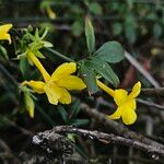 Jasminum nudiflorumBloem