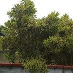 Dracaena reflexaЛисток