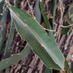 Hylocereus undatus Leaf