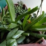 Glottiphyllum linguiforme Fuelha