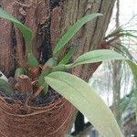 Maxillaria rufescens Leaf