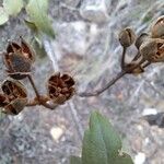 Cistus laurifolius Fruct