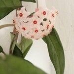 Hoya carnosaBlüte