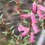 Epacris impressa Flor