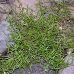Oldenlandia lancifolia Характер