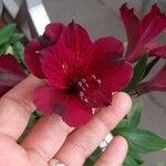 Alstroemeria spp.Cvet