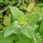 Mentha × villosa برگ