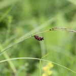 Carex saxatilis Blüte