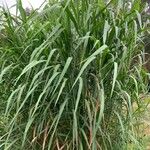 Panicum maximum Hábito