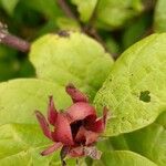 Calycanthus floridus Blomst