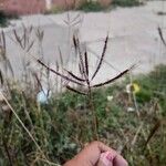 Dichanthium annulatum Leaf