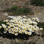 Leucanthemopsis alpina Hábito