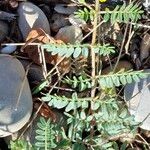 Tribulus terrestris Хабит