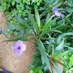 Ruellia nudiflora List