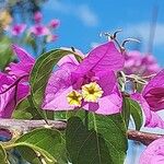 Bougainvillea glabraCvet