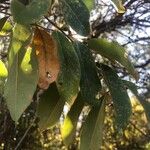 Bridelia micrantha Leaf