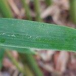 Phyllostachys flexuosa Hoja