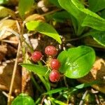 Maianthemum canadense Fruto