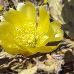 Opuntia stricta Kwiat
