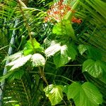 Clerodendrum paniculatum Hábito