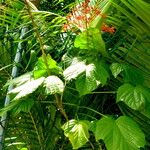 Clerodendrum paniculatum Pokrój