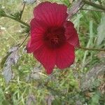 Hibiscus acetosella