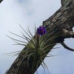 Tillandsia aeranthos 整株植物