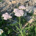 Achillea × roseoalba 花