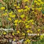 Petrosedum × luteolum Õis