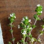 Euphrasia frigida फूल