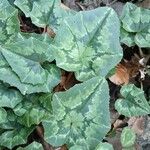 Cyclamen hederifolium Deilen