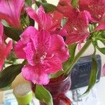 Alstroemeria pelegrina Квітка