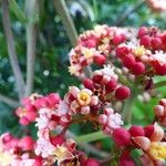 Leea guineensis Virág