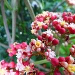 Leea guineensis फूल