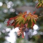 Acer japonicum Elinympäristö