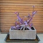 Tradescantia pallidaЛист