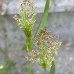 Polypogon viridis Blüte