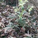 Helleborus foetidus Leaf