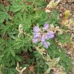 Lupinus formosus Flor