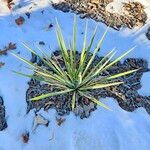 Yucca angustissima Leaf