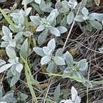 Cerastium tomentosum Hábito