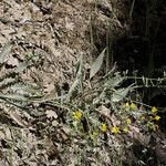 Crepis acuminata 整株植物
