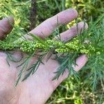 Artemisia biennis Frunză