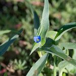 Commelina ensifolia 花