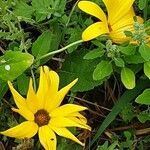 Dimorphotheca sinuata Flower