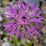 Centaurea jaceaKvět